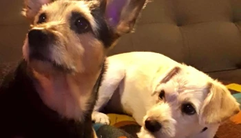 Veterinaria Sisley - 11800 Montevideo