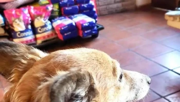 Veterinaria Tom Cat - 40000 Rivera