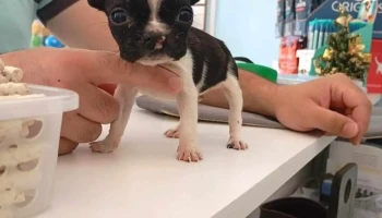 Veterinaria Vida Animal - 11900 Montevideo