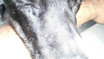 Veterinaria Vida De Perros - Juan Arrieta