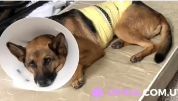 Veterinaria Villa Colon - 12500 Montevideo