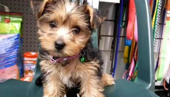 Veterinaria Villa Dolores - 11600 Montevideo