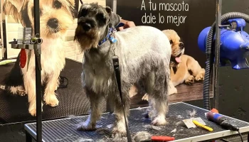 Veterinaria y Tienda D+cotas Ciudad vieja - 11000 Montevideo