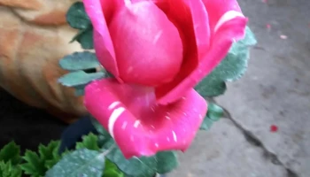 Veterinario En Casa - Espadaña