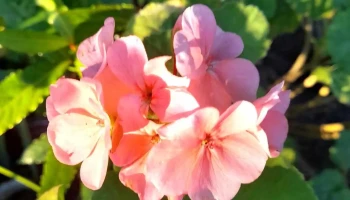 Vida Verde - 30001 Mariscala