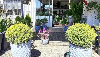 Vivero Blancaluz y consultorio terapéutico - 80000 San José De Mayo