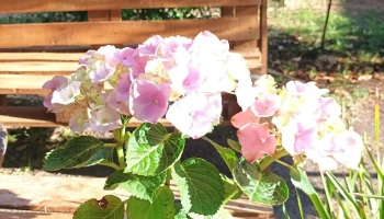 Vivero Criollo - 75200 Cardona