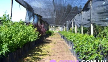 Vivero el Amanecer - 90400 Juanicó