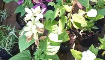 Vivero El Paseo Verde - Guichón