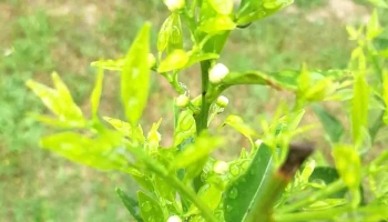 Vivero Koln - Estación Atlántida