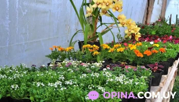 Vivero La Casita - 75100 Chacras De Dolores Vivero La Casita - 75100 Chacras De Dolores