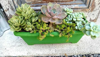 Vivero Los Cactus - 70300 Nueva Helvecia