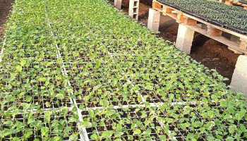 Vivero mayorista Yanella Ruiz - Departamento De Canelones