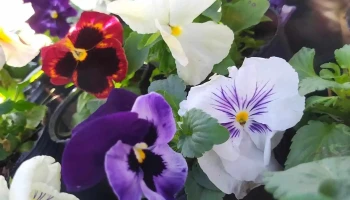 Vivero mi pequeña flor Segovia - 33000 Treinta Y Tres