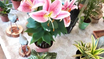 Vivero Monte Color - Atlántida