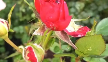 Vivero Nuevo Mundo - 75200 Cardona