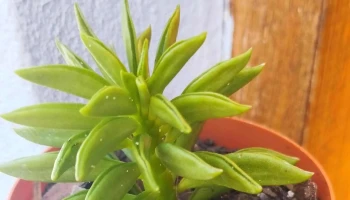 Vivero R y G - Parque Del Plata