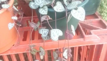 Vivero San Jacinto - 91600 San Jacinto Vivero San Jacinto - 91600 San Jacinto