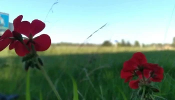 Vivero Soca - 91006 Soca