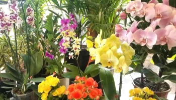 Vivero Tarino - 11400 Montevideo Vivero Tarino - 11400 Montevideo