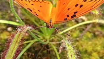 Vivero Tierra de Plantas - Atlántida
