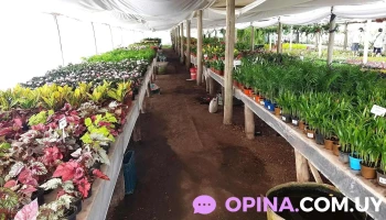 Vivero Toledo Chico - Av. De Las Instrucciones