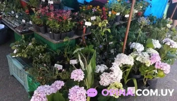 viverobiojardin - Rodolfo Canstatt