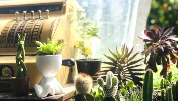 ViveroColoniaEstrella - C. Brasil Esquina