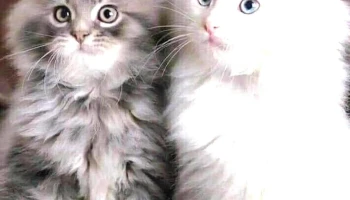 Viviendas Coleol - Pan De Azúcar Viviendas Coleol - Pan De Azúcar