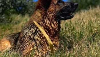 Von Schubert Haus Ovejeros Alemanes - 12400 Montevideo