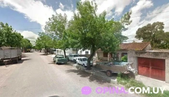 Zinoveev rematadores - Young