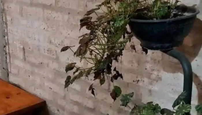 325 Resto Videos - Young