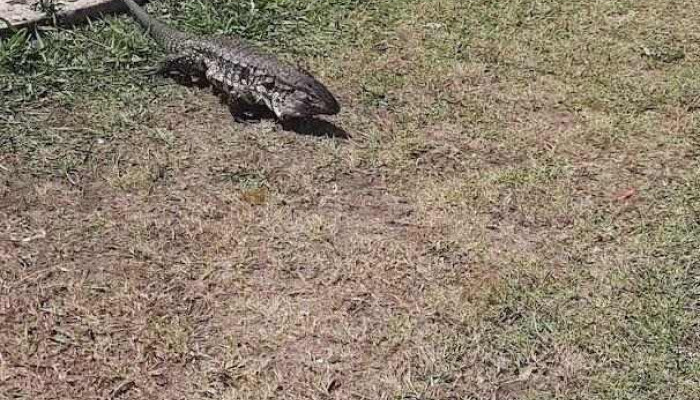 7 Minutos -  Videos - Rocha