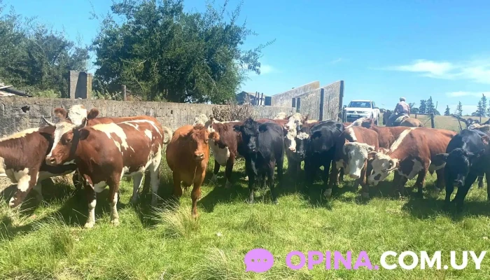 Abasto Varela - Departamento De Canelones