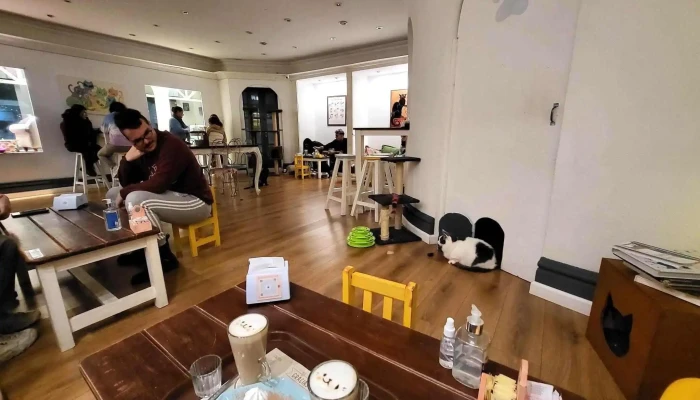 Adrianuzcas Cat Cafe Ambiente - Punta del Este
