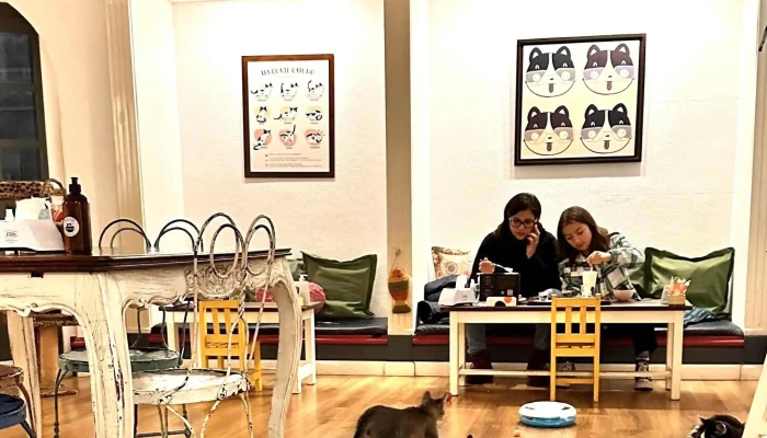 Adrianuzcas Cat Cafe Comentario 3 - Punta del Este