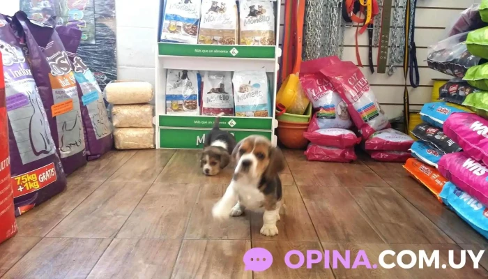 Agropecuaria y Pet Shop 101 - 91000 Barros Blancos