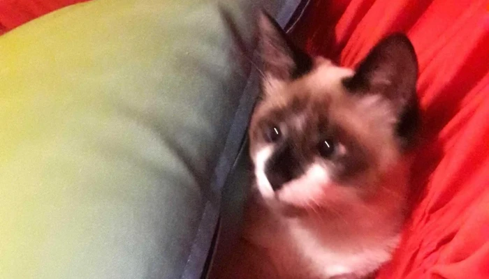 Agroveterinaria El Cimarron Como Llegar - Joaquín Suárez