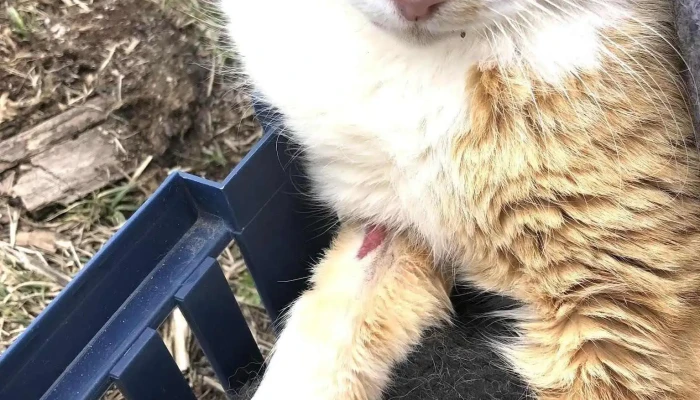 Agroveterinaria El Cimarron Gato - Joaquín Suárez