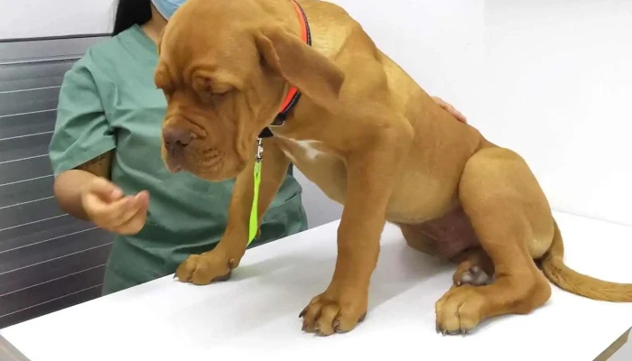 Agroveterinaria El Cimarron Perro - Joaquín Suárez