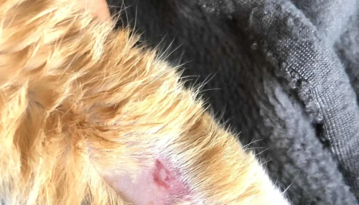 Agroveterinaria El Cimarron Telefono - Joaquín Suárez