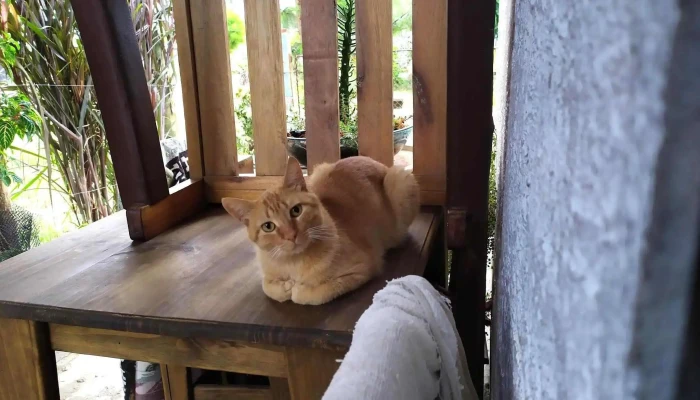 Agroveterinaria El Parque -  Gato - Villa Crespo y San Andrés