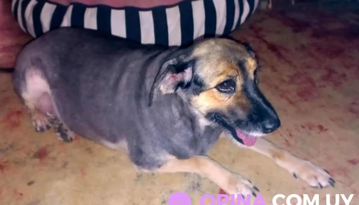 Agroveterinaria El Parque -  Perro - Villa Crespo y San Andrés