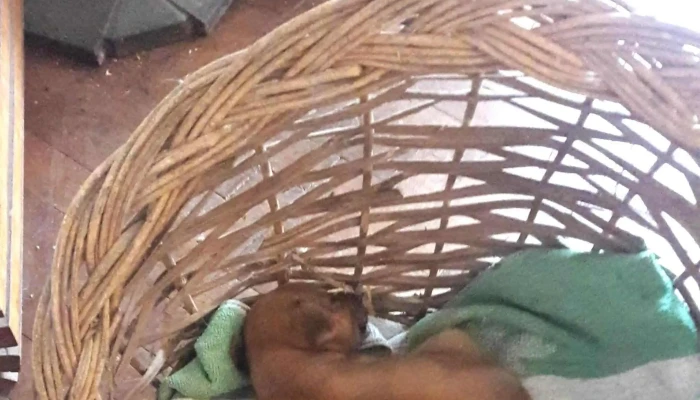 Agroveterinaria Sauce -  Puntaje - Sauce