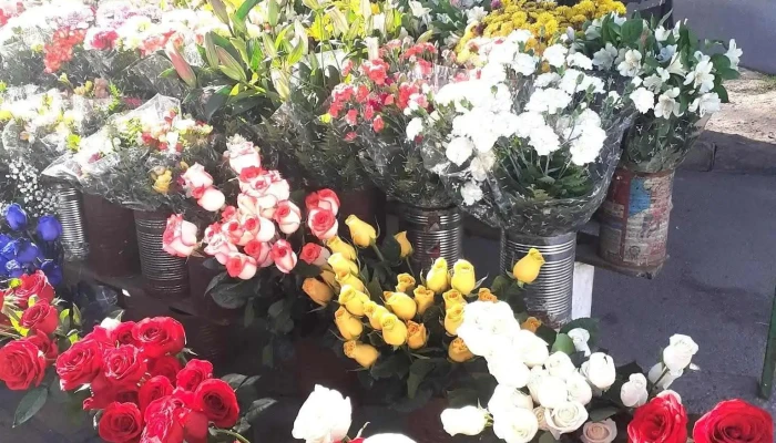 Agusflores - Av. Mariscal Francisco Solano López 1891