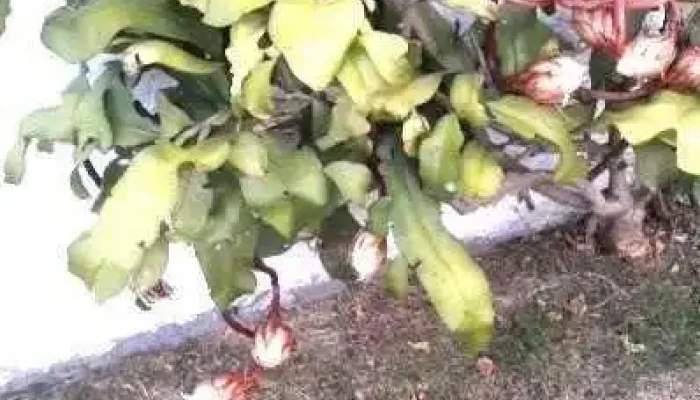 Ahorro Express Juan Lacaze -  Videos - Juan L. Lacaze