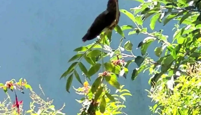 Aigua Bb Lo De Cristina Videos - Aiguá