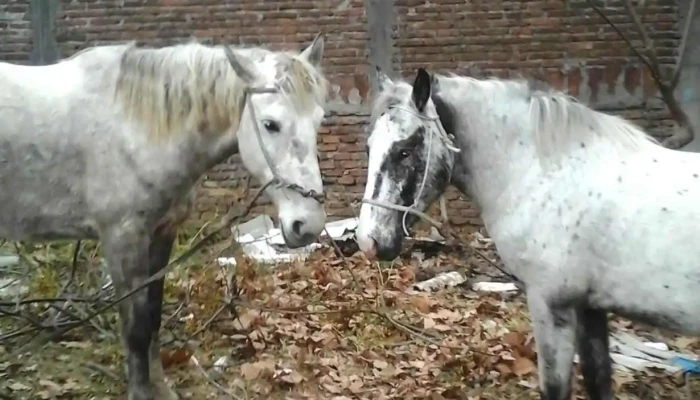 Almacén y provisión Los Tatitos - 70000 Col. Del Sacramento