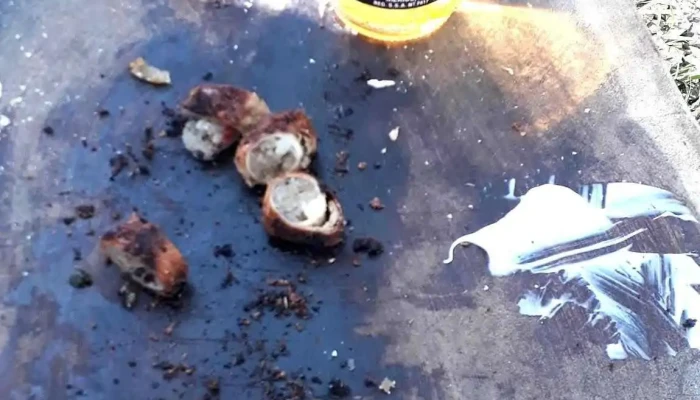 Alojamiento Puerto Viejo -  Comida Y Bebida - San Javier