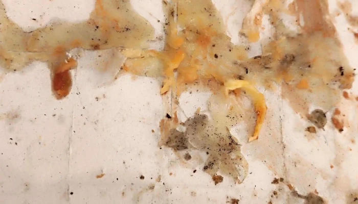 Alta Pizza Malvin -  Comentario 4 - Montevideo